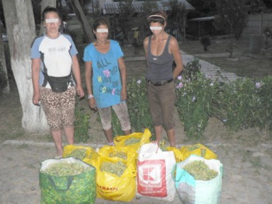 Prinşi la furat de struguri, de la Fruvimed